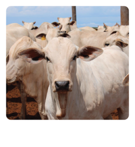 BOVINE