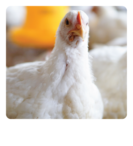 CHICKEN