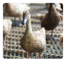 DUCK