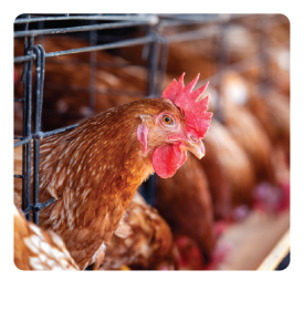 HEN