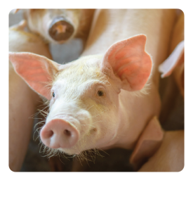 PORK